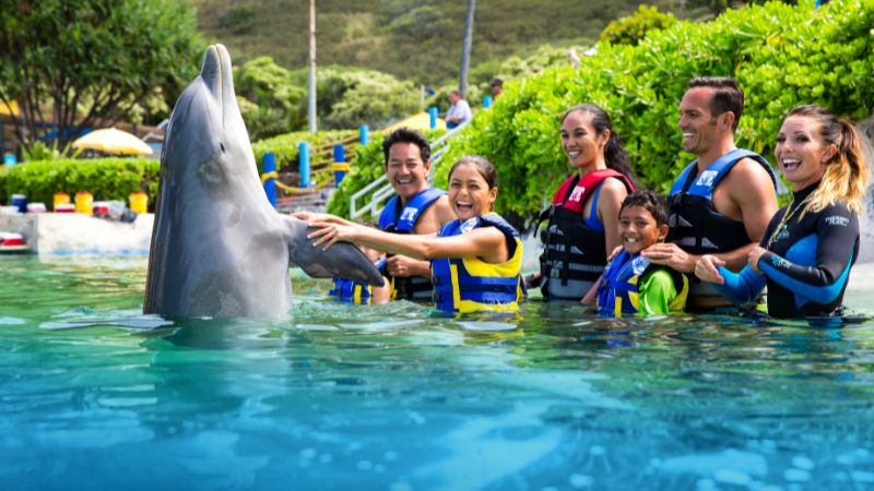 SLP - Discover Page  - Encounters Family with Dolphin in pool