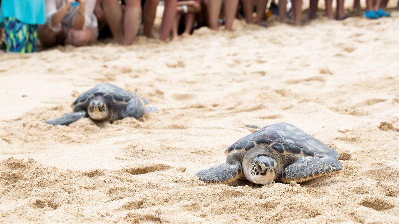 SLP - Discover Page  - Conservation Two Turtles crawling to the ocean