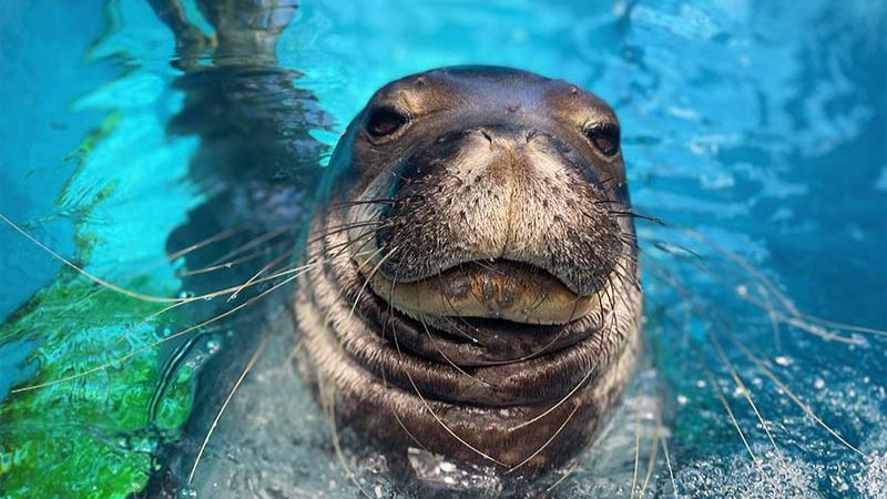 SLP - Discover Page  - Hawaii Exhibit Sea Lion