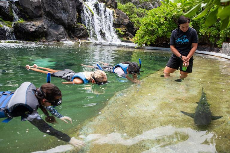 Hawaiian Reef Encounter