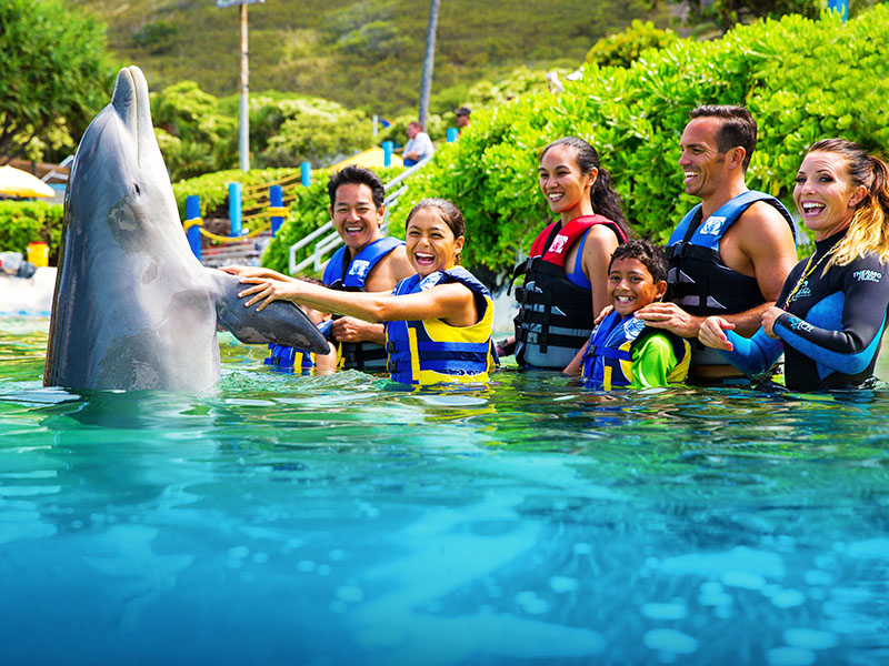 Dolphin Encounter Sea Life Park 4 