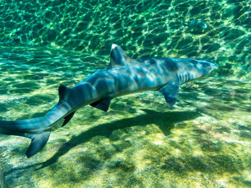 Shark Snorkel