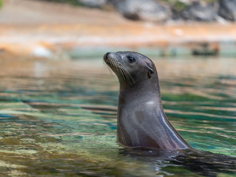 Sea Lion Encounter