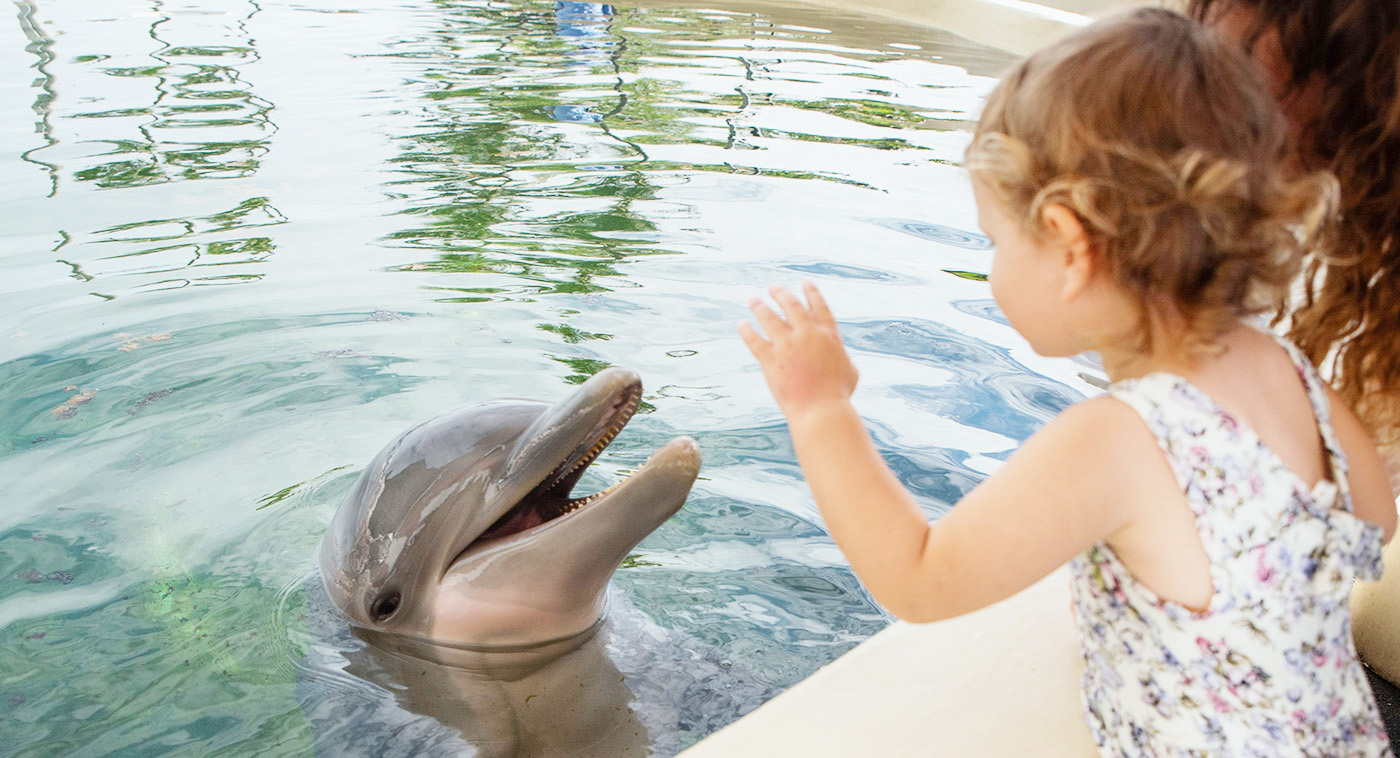 Guests having fun with a Dolphin