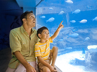 Father and son watching fish